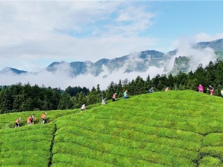 跑在茶海，吃在鹤峰：一场治愈身心的美食之旅